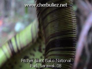 légende: Pitcher plant Bako National Park Sarawak 08
qualityCode=raw
sizeCode=half

Données de l'image originale:
Taille originale: 174637 bytes
Temps d'exposition: 1/50 s
Diaph: f/180/100
Heure de prise de vue: 2002:09:12 16:51:53
Flash: non
Focale: 42/10 mm
